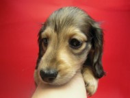 カニンヘン 子犬 シェーデットクリーム 男の子 ユジンの赤ちゃん 11/16生まれ　オスカル