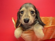 カニンヘン 子犬 シェーデットクリーム 男の子 ユジンの赤ちゃん 11/16生まれ　オスカル