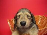 カニンヘン 子犬 シェーデットクリーム 男の子 ユジンの赤ちゃん 11/16生まれ　オスカル