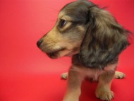 カニンヘン 子犬 シェーデットクリーム 男の子 ユジンの赤ちゃん 11/16生まれ　オスカル