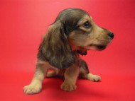 カニンヘン 子犬 シェーデットクリーム 男の子 ユジンの赤ちゃん 11/16生まれ　オスカル