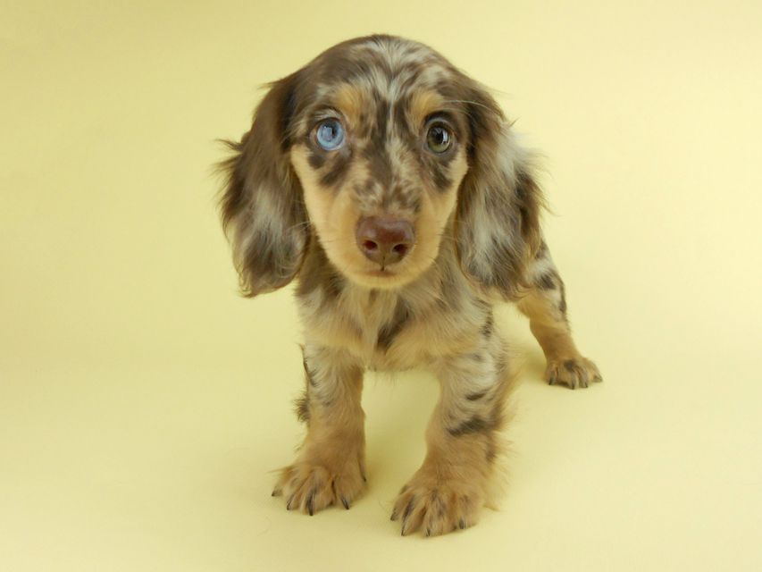 カニンヘンダックスフンド ゴマ & バロンの子犬 チョコダップル 男の子 お写真初登場