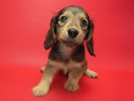 カニンヘン 子犬 シェーデットクリーム 男の子 ユジンの赤ちゃん 11/16生まれ　オスカル