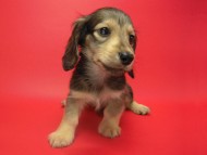 カニンヘン 子犬 シェーデットクリーム 男の子 ユジンの赤ちゃん 11/16生まれ　オスカル