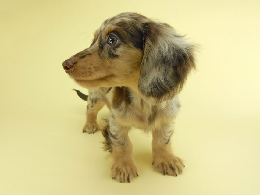 カニンヘンダックスフンド ゴマ & バロンの子犬 チョコダップル 男の子 お写真初登場