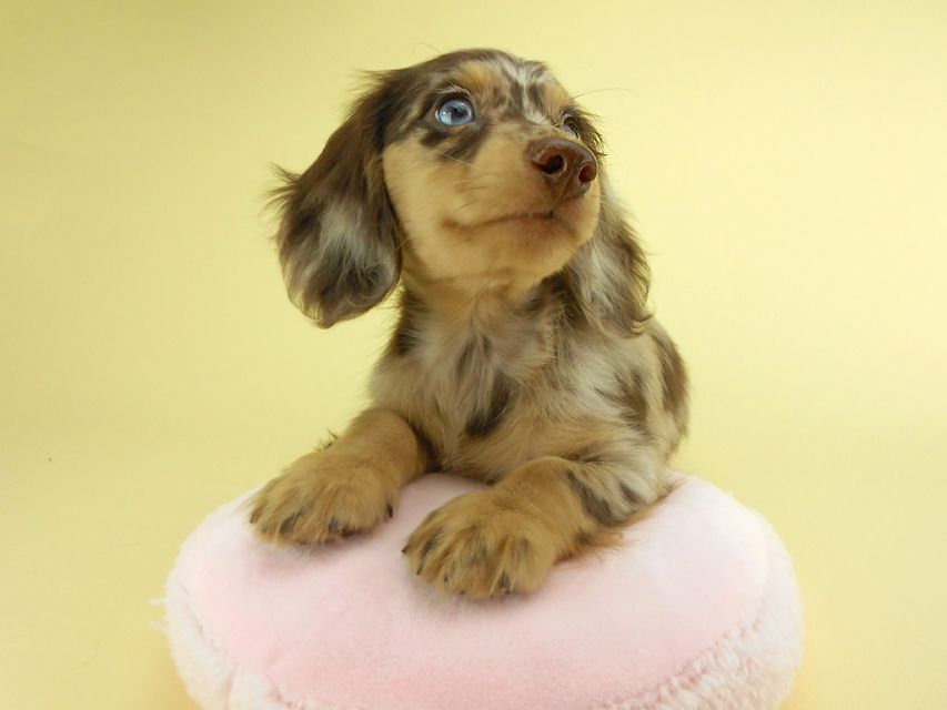 カニンヘンダックスフンド ゴマ & バロンの子犬 チョコダップル 男の子 お写真初登場