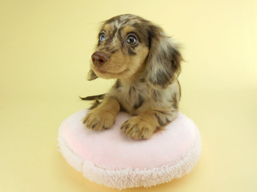 カニンヘンダックスフンド ゴマ & バロンの子犬 チョコダップル 男の子 お写真初登場