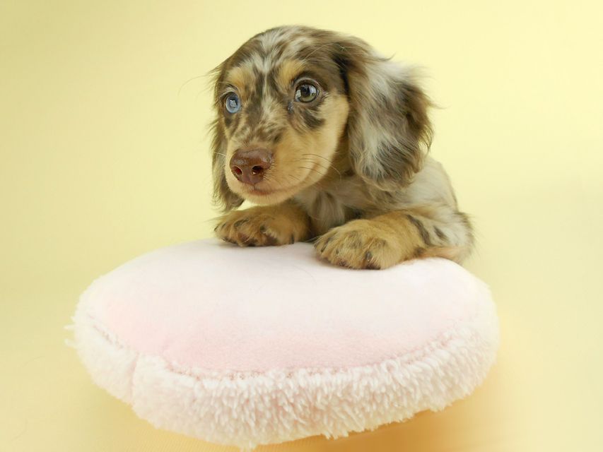 カニンヘンダックスフンド ゴマ & バロンの子犬 チョコダップル 男の子 お写真初登場