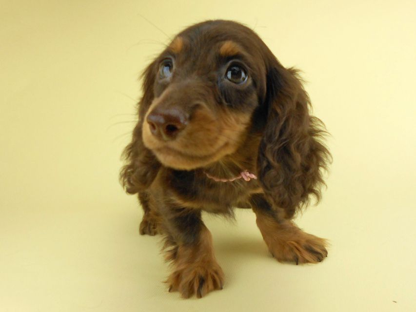 カニンヘンダックスフンド ゴマ & バロンの子犬 チョコタン 男の子 お写真初登場