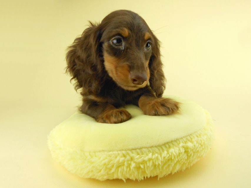 カニンヘンダックスフンド ゴマ & バロンの子犬 チョコタン 男の子 お写真初登場