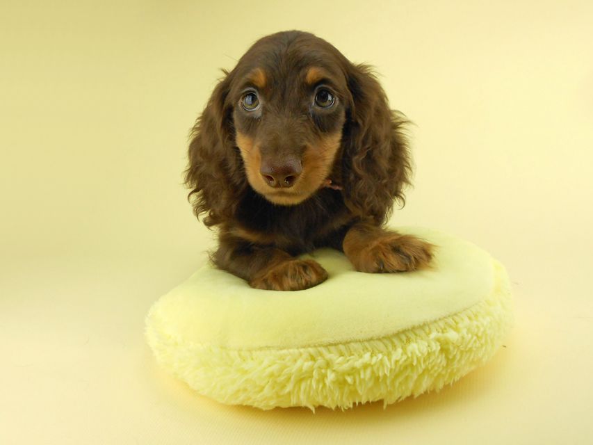 カニンヘンダックスフンド ゴマ & バロンの子犬 チョコタン 男の子 お写真初登場