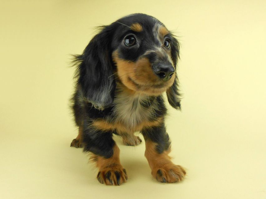 カニンヘンダックスフンド ゴマ & バロンの子犬 シルバーダップル 女の子 お写真初登場