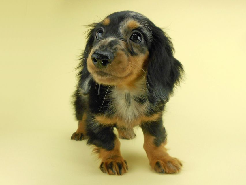 カニンヘンダックスフンド ゴマ & バロンの子犬 シルバーダップル 女の子 お写真初登場