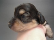 カニンヘンのマロの子犬　 ブラック＆クリーム　男の子