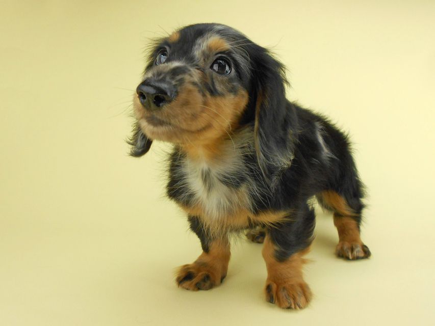 カニンヘンダックスフンド ゴマ & バロンの子犬 シルバーダップル 女の子 お写真初登場