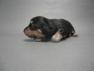 カニンヘンのマロの子犬　 ブラック＆クリーム　男の子