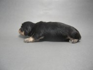 カニンヘンのマロの子犬　 ブラック＆クリーム　男の子