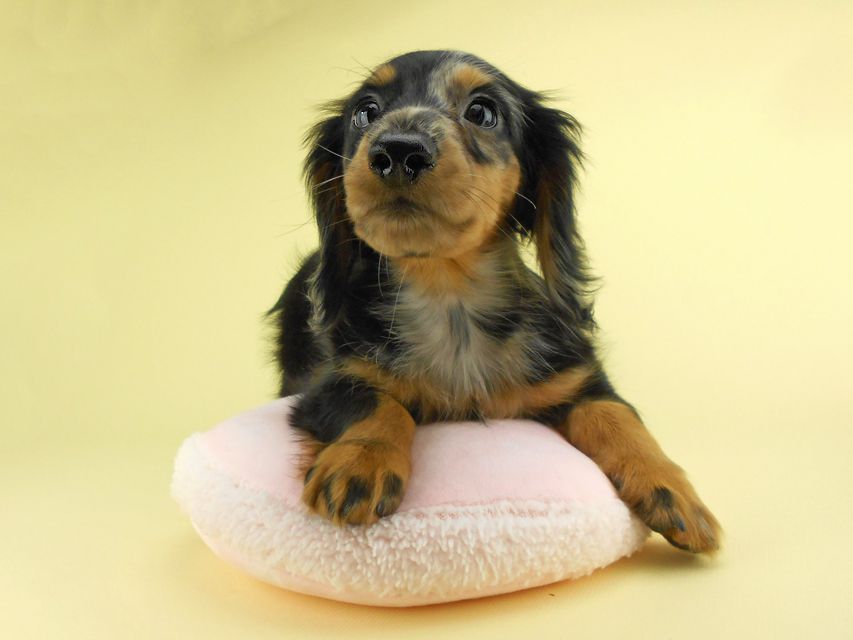 カニンヘンダックスフンド ゴマ & バロンの子犬 シルバーダップル 女の子 お写真初登場