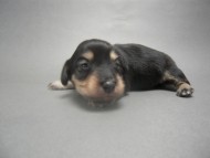 カニンヘンのマロの子犬　 ブラック＆クリーム　男の子