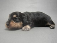 カニンヘンのマロの子犬　 ブラック＆クリーム　男の子