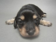 カニンヘンのマロの子犬　 ブラック＆クリーム　男の子