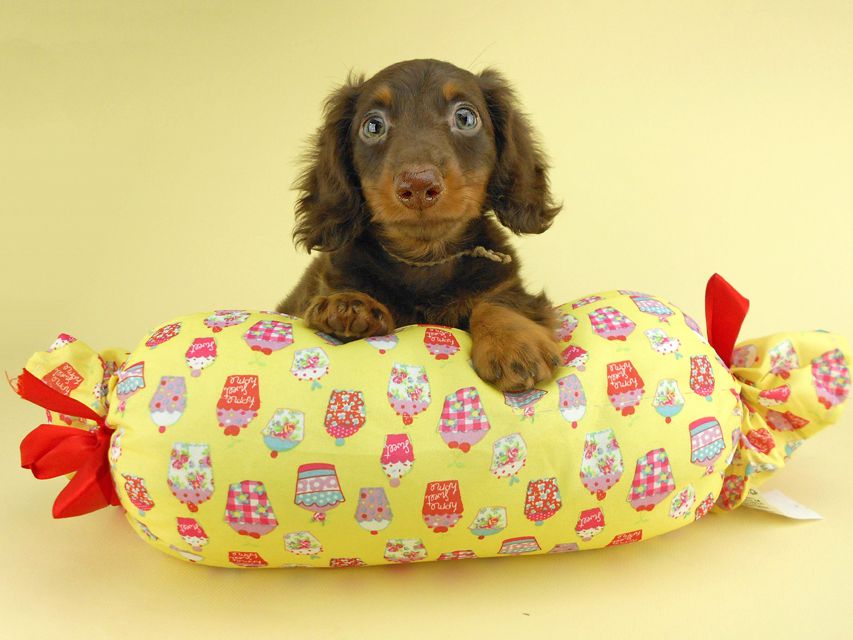 カニンヘンダックスフンド ベベ & ジャックの子犬 チョコタン 男の子① お写真初登場DSCN1806 カニンヘンダックスフンド ベベ & ジャックの子犬 チョコタン 男の子① お写真初登場