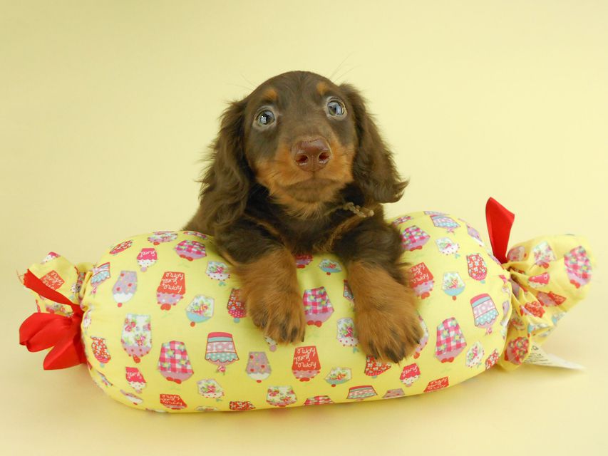 カニンヘンダックスフンド ベベ & ジャックの子犬 チョコタン 男の子① お写真初登場DSCN1807 カニンヘンダックスフンド ベベ & ジャックの子犬 チョコタン 男の子① お写真初登場