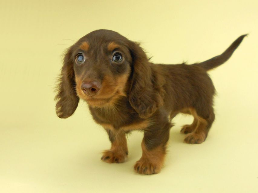 カニンヘンダックスフンド ベベ & ジャックの子犬 チョコタン 男の子② お写真初登場