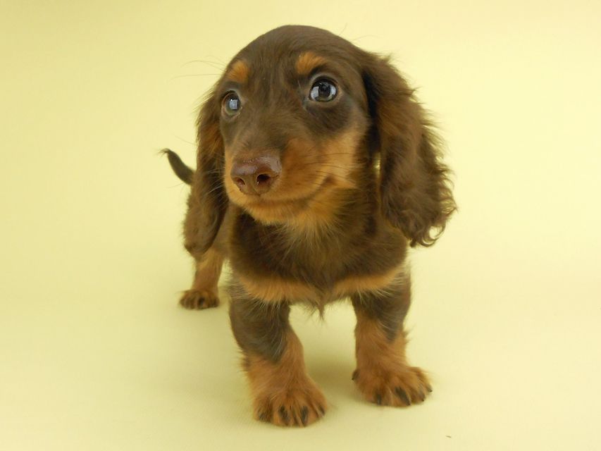 カニンヘンダックスフンド ベベ & ジャックの子犬 チョコタン 男の子② お写真初登場