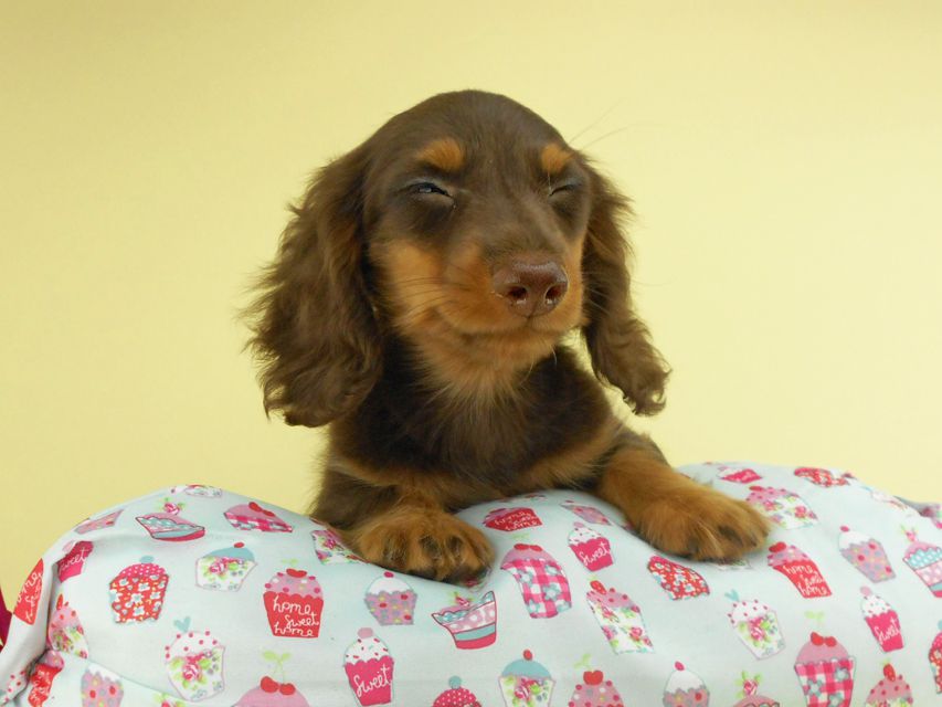 カニンヘンダックスフンド ベベ & ジャックの子犬 チョコタン 男の子② お写真初登場