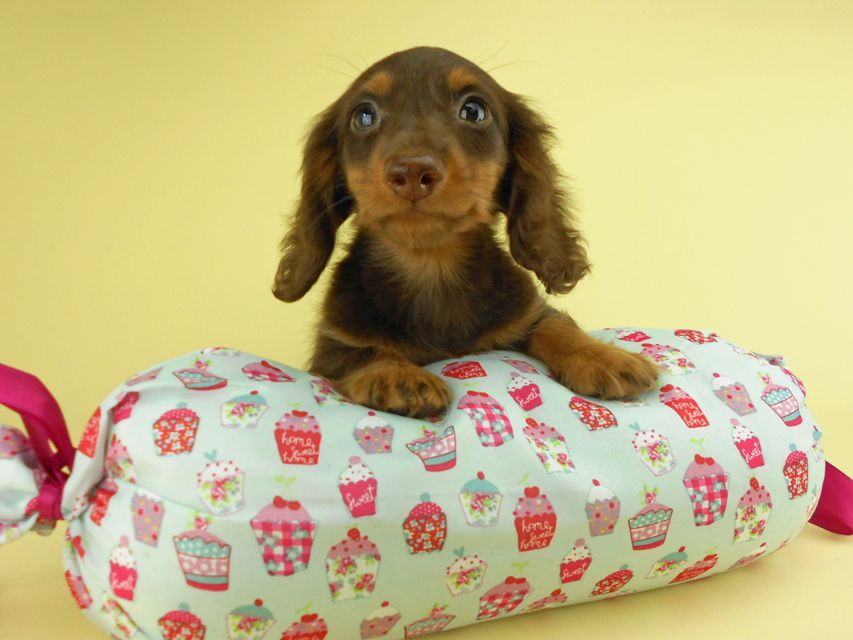 カニンヘンダックスフンド ベベ & ジャックの子犬 チョコタン 男の子② お写真初登場