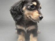 カニンヘン 子犬 ブラック＆クリーム 男の子 しずるの赤ちゃん 11/18生まれ