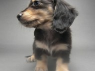 カニンヘン 子犬 ブラック＆クリーム 男の子 しずるの赤ちゃん 11/18生まれ