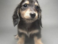 カニンヘン 子犬 ブラック＆クリーム 男の子 しずるの赤ちゃん 11/18生まれ