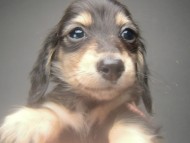 カニンヘン 子犬 ブラック＆クリーム 男の子 しずるの赤ちゃん 11/18生まれ