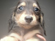 カニンヘン 子犬 ブラック＆クリーム 男の子 しずるの赤ちゃん 11/18生まれ