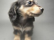 カニンヘン 子犬 ブラック＆クリーム 男の子 しずるの赤ちゃん 11/18生まれ