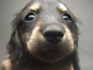 カニンヘン 子犬 ブラック&クリーム 男の子 しずるの赤ちゃん 11/18生まれ カニンヘン 子犬 ブラック&クリーム 男の子 しずるの赤ちゃん 11/18生まれ