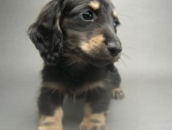 カニンヘン 子犬 ブラック＆クリーム 男の子 しずるの赤ちゃん 11/18生まれ