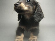 カニンヘン 子犬 ブラック&クリーム 男の子 しずるの赤ちゃん 11/18生まれ カニンヘン 子犬 ブラック&クリーム 男の子 しずるの赤ちゃん 11/18生まれ