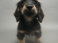 カニンヘン 子犬 ブラック＆クリーム 男の子 しずるの赤ちゃん 11/18生まれ