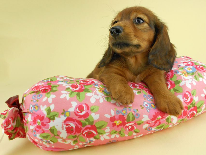 カニンヘンダックスフンド イース & エックスの子犬 レッド 女の子 お写真初登場