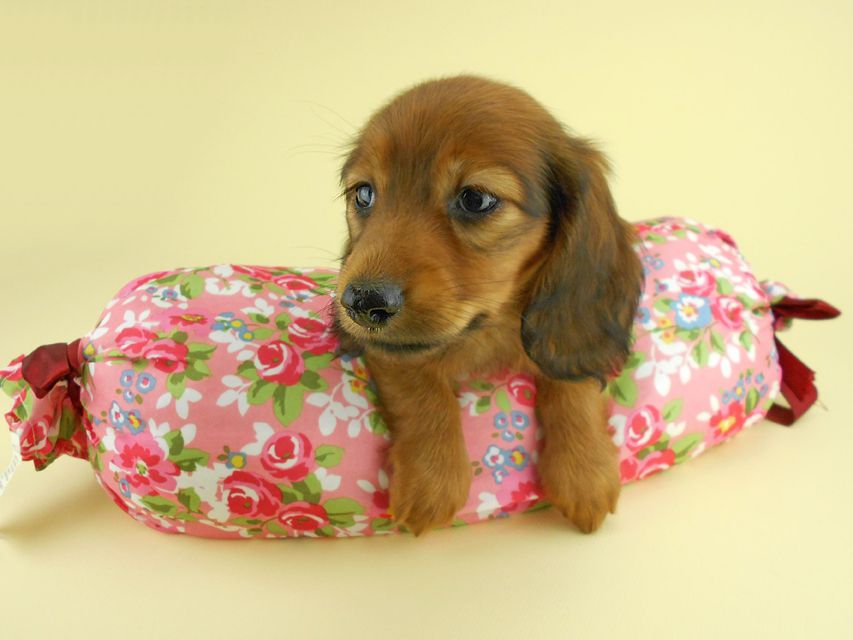 カニンヘンダックスフンド イース & エックスの子犬 レッド 女の子 お写真初登場