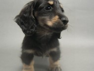 カニンヘン 子犬 ブラック＆クリーム 男の子 しずるの赤ちゃん 11/18生まれ