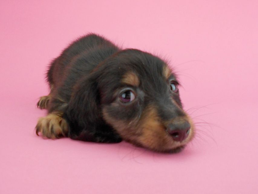 カニンヘンダックスフンド パセリ & ナイトの子犬 ブラックイエロー(ブラッククリーム) 男の子DSCN1874 カニンヘンダックスフンド パセリ & ナイトの子犬 ブラックイエロー(ブラッククリーム) 男の子