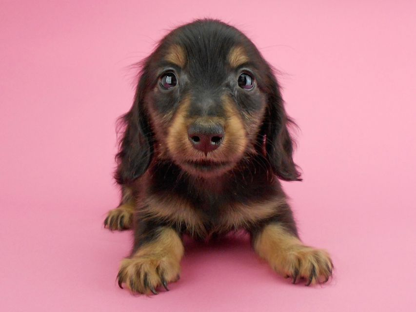 カニンヘンダックスフンド パセリ & ナイトの子犬 ブラックイエロー(ブラッククリーム) 男の子DSCN1875 カニンヘンダックスフンド パセリ & ナイトの子犬 ブラックイエロー(ブラッククリーム) 男の子