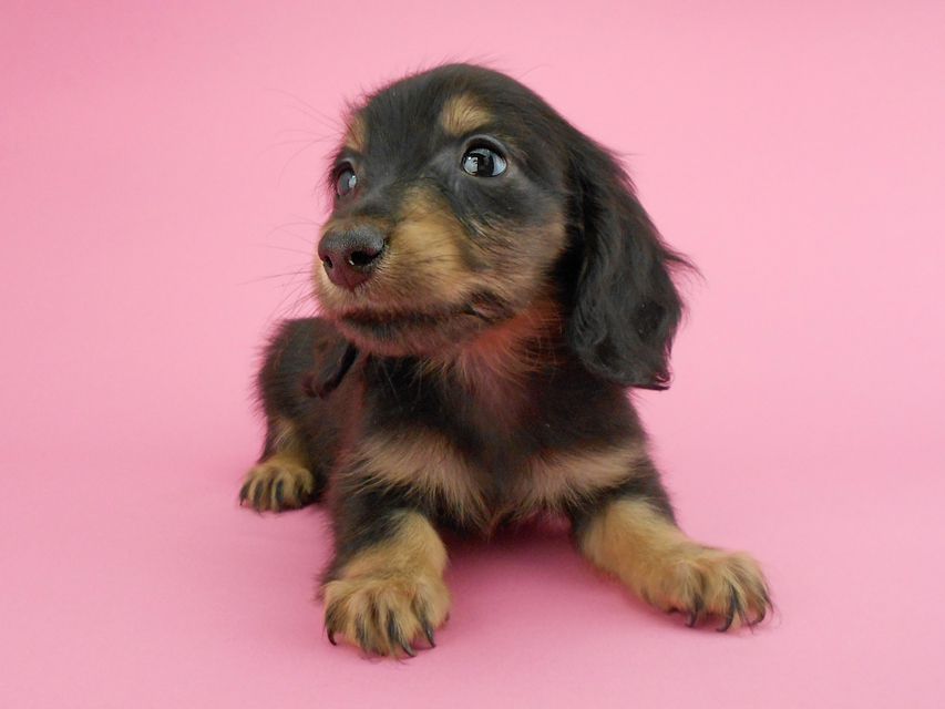 カニンヘンダックスフンド パセリ & ナイトの子犬 ブラックイエロー(ブラッククリーム) 男の子DSCN1876 カニンヘンダックスフンド パセリ & ナイトの子犬 ブラックイエロー(ブラッククリーム) 男の子