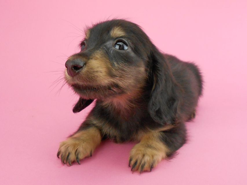 カニンヘンダックスフンド パセリ & ナイトの子犬 ブラックイエロー(ブラッククリーム) 男の子DSCN1879 カニンヘンダックスフンド パセリ & ナイトの子犬 ブラックイエロー(ブラッククリーム) 男の子