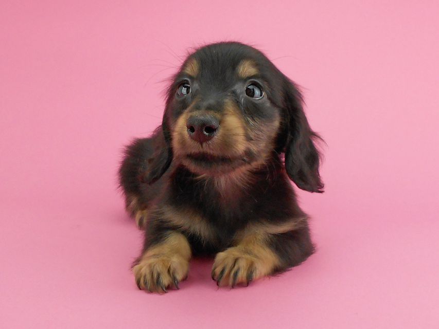 カニンヘンダックスフンド パセリ & ナイトの子犬 ブラックイエロー(ブラッククリーム) 男の子DSCN1882 カニンヘンダックスフンド パセリ & ナイトの子犬 ブラックイエロー(ブラッククリーム) 男の子