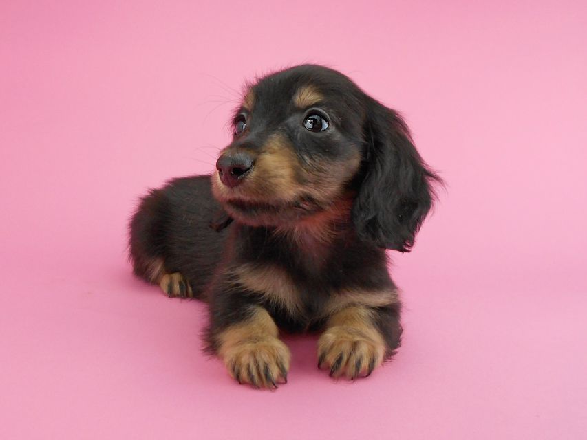 カニンヘンダックスフンド パセリ & ナイトの子犬 ブラックイエロー(ブラッククリーム) 男の子DSCN1884 カニンヘンダックスフンド パセリ & ナイトの子犬 ブラックイエロー(ブラッククリーム) 男の子